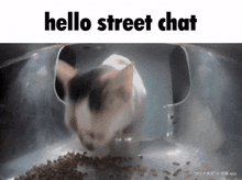 a cat is eating food in a bowl with the words hello street chat above it