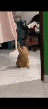 a cat is laying on its back on a tiled floor in a room .