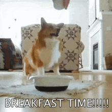 Dog Breakfast Time GIF