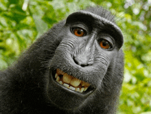 Hehe Me Don'T Care Bc I Am Monkey D Smiley GIF - Hehe Me Don'T Care Bc I Am Monkey D Smiley GIFs