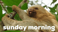 Sunday Sloth GIF - Sunday Sloth Good GIFs