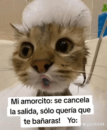 a cat is taking a bath with foam on its head .