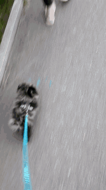 Pomeranian Puppy GIF - Pomeranian Puppy Walking GIFs