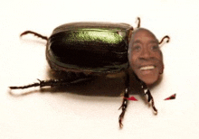 a beetle with a man 's face on it .