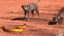Meerkats Snake GIF