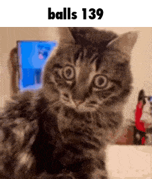 a cat is looking at the camera with the words balls 139 above it .