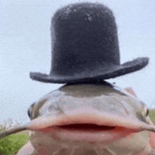 Tophat Fish Fish Wearing Hat GIF