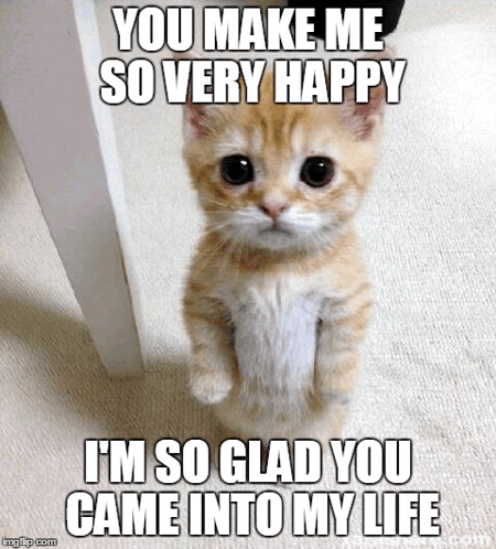 Happy Cat Meme Face GIF - Happy cat meme face - Discover & Share GIFs