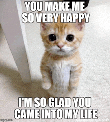 Happy Cat Meme Face GIF - Happy Cat Meme Face GIFs