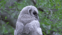 Baby Owl Owls Have Superior Senses GIF