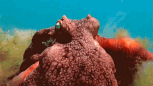 Im Coming Octonation GIF - Im Coming Octonation Maori Octopus GIFs