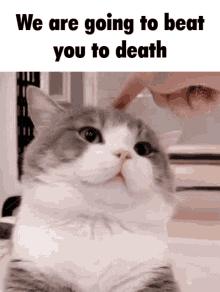 We Are Going To Beat You To Death Cat GIF - We Are Going To Beat You To Death Cat Mr Potato GIFs