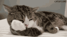 Cats Cat GIF - Cats Cat Lazy GIFs