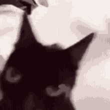 Angry Black GIF - Angry Black Cat GIFs