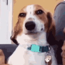 Beagle Dog GIF - Beagle Dog GIFs