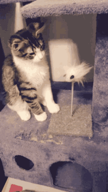 Funny Cat GIF - Funny Cat Sillycats GIFs