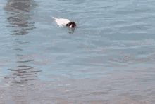Dog Swim GIF - Dog Swim Lake GIFs