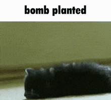 Bomb Planted GIF - Bomb Planted Cat GIFs