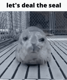 a seal is sitting on top of a wooden floor in a cage .
