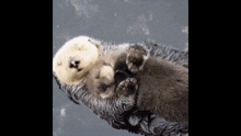 Gok Cute GIF - Gok Cute Otter GIFs