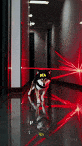 a shiba inu wearing a dea hat is walking down a hallway