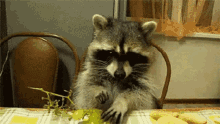 Milk Raccoons GIF - Milk Raccoons Eating GIFs