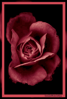 Rose Roses GIF - Rose Roses Flowers GIFs