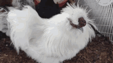 Rooster Silkie Chicken GIF - Rooster Silkie Chicken Silkie GIFs