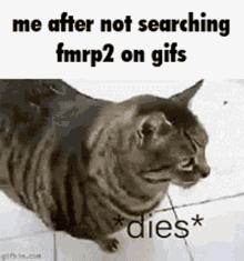 fmrp2 discord gif search gif search discord gif cat die