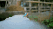 Ariful Kingfisher GIF - Ariful Kingfisher Andrenoari GIFs