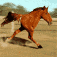 Horse Hurrdurr Virus Windowsxp Xp Microsoft GIF - Horse Hurrdurr Virus Windowsxp Xp Microsoft GIFs