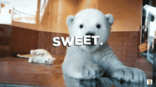 Sweet Baby Polar Bear GIF - Sweet Baby Polar Bear Polar Bear GIFs