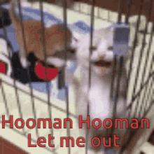 Hooman Let Me Out GIF - Hooman Let Me Out Kittens GIFs