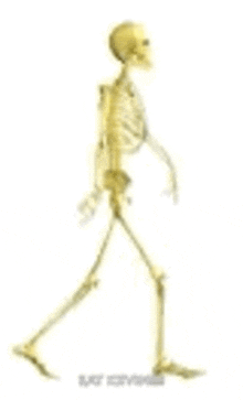 a skeleton is walking on a white background and looking at the camera .