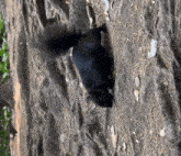 a black squirrel is standing on a rock wall