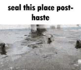 a group of seals are swimming in a flooded area with the caption seal this place post haste