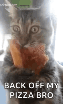 Cat Back Off GIF