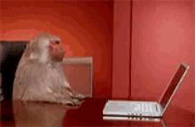 Monkey Laptop GIF