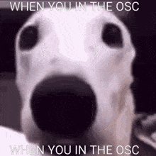 Oscc When You In The Osc GIF - Oscc When You In The Osc GIFs
