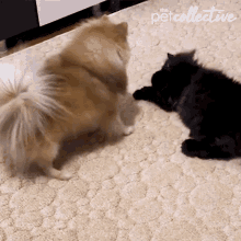 Spinning Playful GIF - Spinning Playful Cat GIFs