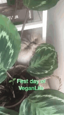 Vegan Veganlife GIF - Vegan Veganlife Cat GIFs