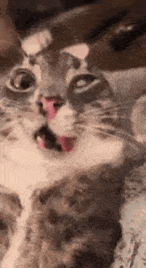 a close up of a cat making a funny face with its mouth open .