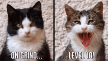 Cats Grinding GIF - Cats Grinding Level GIFs