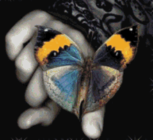 Butterfly Hand GIF - Butterfly Hand Changing Colors GIFs