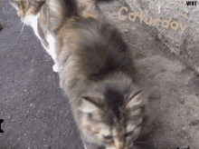 Caturday Vfht GIF - Caturday Vfht Meow GIFs