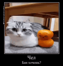 Cat Cats GIF - Cat Cats Banned GIFs