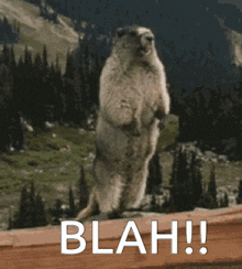 a ground squirrel standing on its hind legs with the words blah written above it