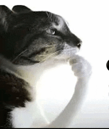 a black and white cat is licking a white mug on a white background .