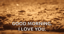 Good Morning I Love You Meerkat GIF