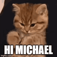 Hi Michael Michaelsloser GIF - Hi Michael Michaelsloser Kitty GIFs
